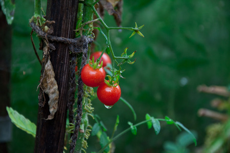 ripe cherry tomatoes. hanging drop. greenhouse. backupの写真素材