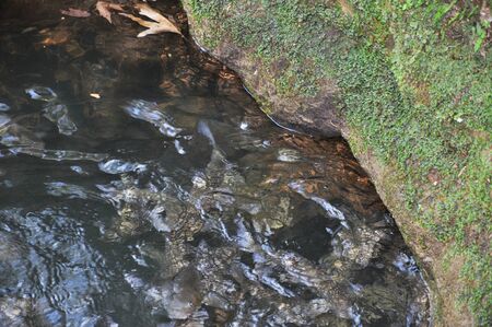 the water of the lake near the stone covered with moss. the background image
