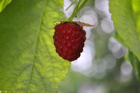 sonaya raspberries on a tree in the garden during the day