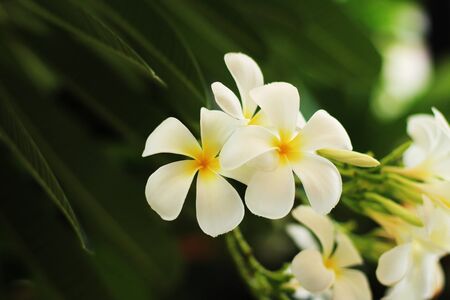 Plumeria flowerの写真素材