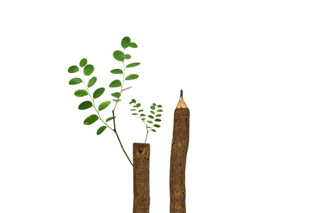 Concept Trees growing on a pencil after Global Warming isolate on white (with sample text)の写真素材