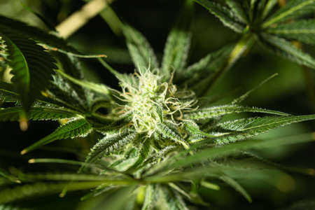 Cannabis bud. Marijuana plants. Macro photography. Selective focus.の写真素材