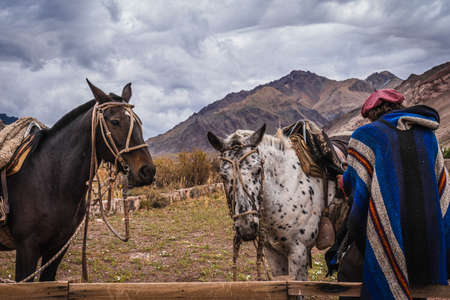 Argentine Gaucho with his horses, drinking hot drink.の写真素材