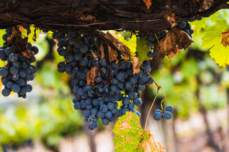 Malbec grapes plantation in the city of Mendoza, Argentina. Selective focus.の写真素材