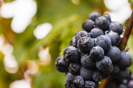 Malbec grapes plantation in the city of Mendoza, Argentina. Selective focus.
