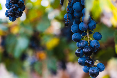 Malbec grapes plantation in the city of Mendoza, Argentina. Selective focus.のeditorial素材