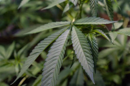 Close up of a marijuana leave. Selective Focusの写真素材