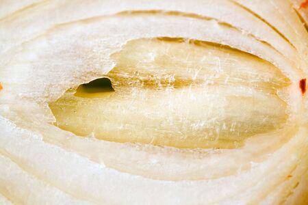 Macro shot of half onion - backgroundの写真素材