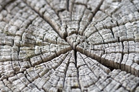 old cracked tree stumpの写真素材