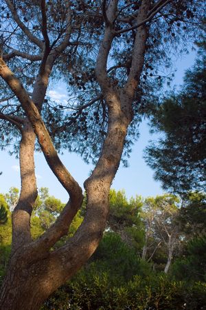 Old twisted pine treesの写真素材