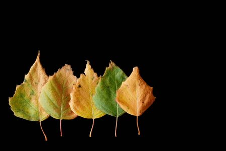 Five Green and Yellow Autumn Birch leafs on Black backgroundの写真素材