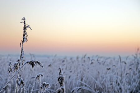 frosty Phragmites in front of a winter sunriseの写真素材