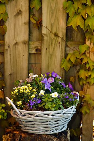 Purple violet and white flowers in a lovely basket in the gardenの写真素材