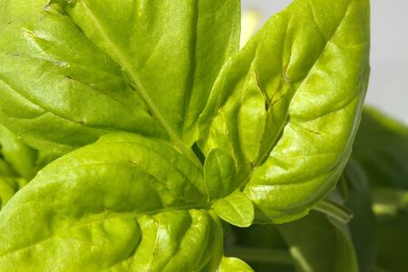 Fresh Basil Leaves Close-upの写真素材