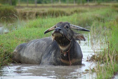 Buffaloの写真素材