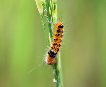  Caterpillarの写真素材