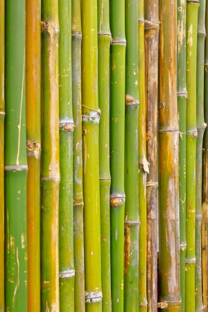 Bambooの写真素材