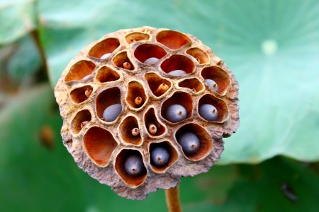 Dried lotus seedの写真素材