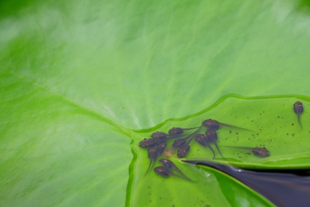 Tadpoleの写真素材