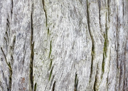 Wood texture