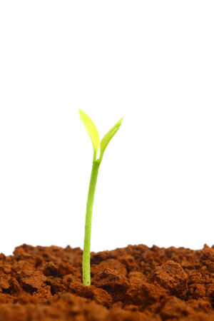 Growing plantsの写真素材