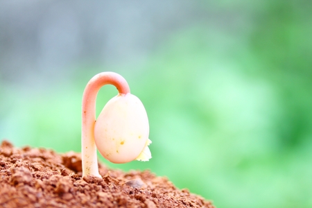 Growing plants の写真素材