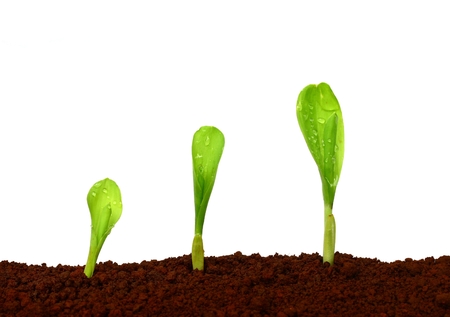 Growing plants の写真素材