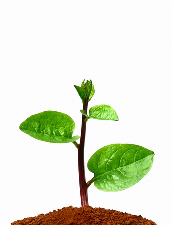 Growing plants の写真素材