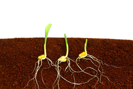Growing plants 