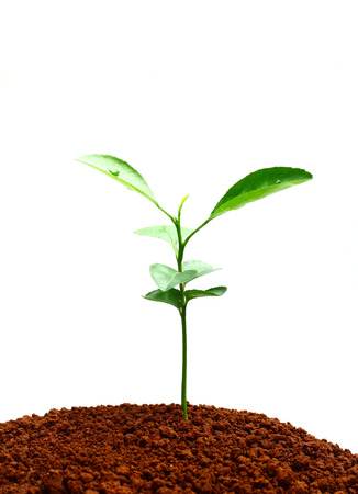 Growing plants の写真素材