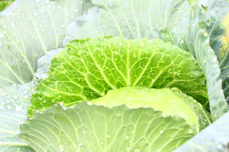 Cabbage