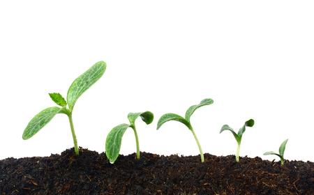 Growing plantsの写真素材