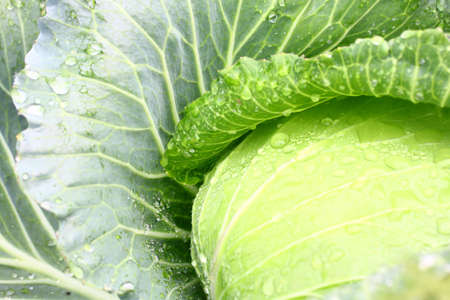 Cabbage