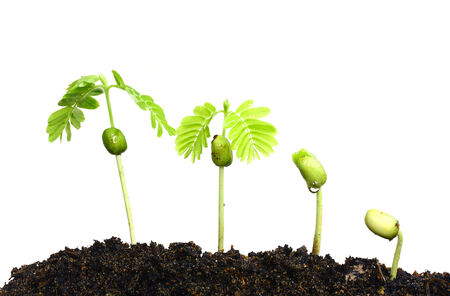 Growing plants