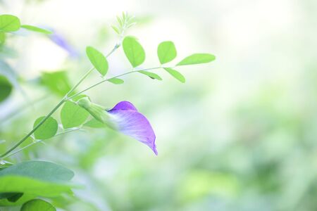 Petunia flowers の写真素材