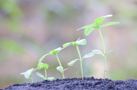 Growing plantsの写真素材