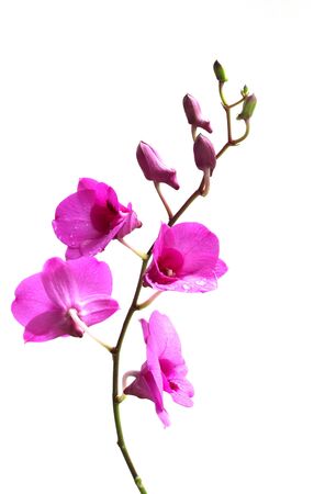Pink Spathoglottis plantの写真素材