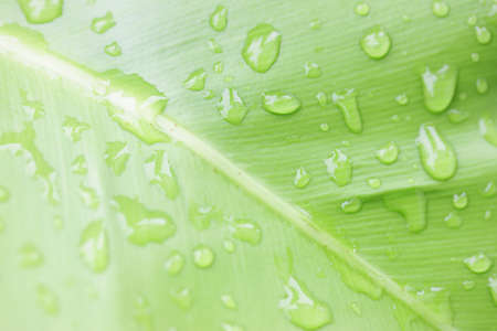 Water drop on Green leaf