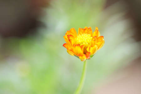 Cosmos flowersの写真素材