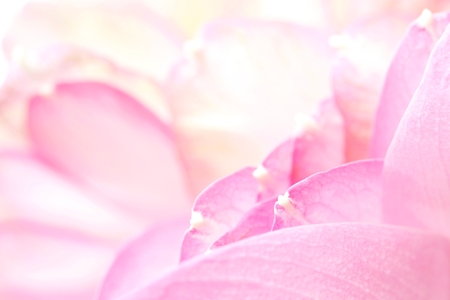 Lotus petalsの写真素材