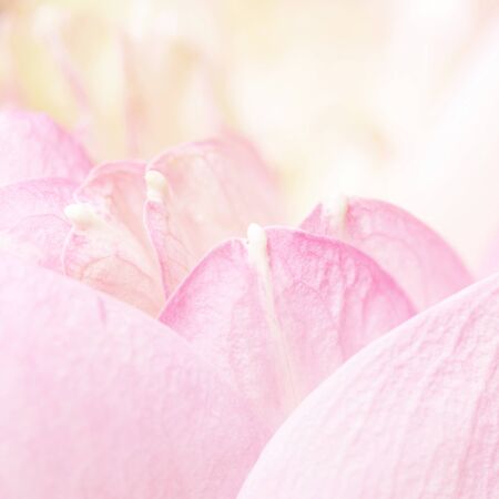Lotus petalsの写真素材