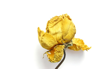 Dried yellow roseの写真素材