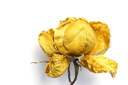 Dried yellow roseの写真素材