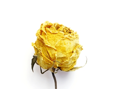 Dried roseの写真素材