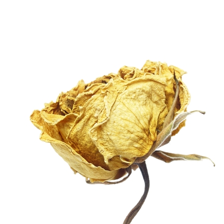Dried yellow roseの写真素材
