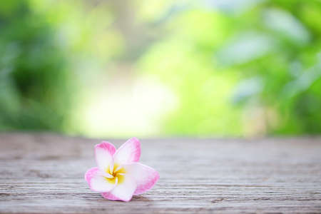 Frangipani flowerの写真素材