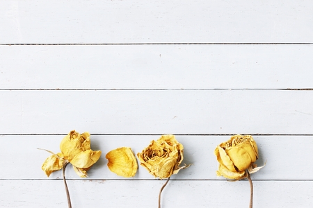 Dried yellow roseの写真素材