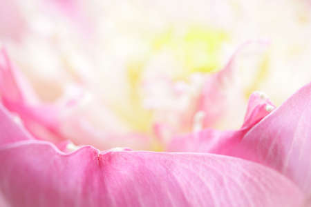 Lotus petalsの写真素材