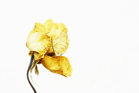Dried yellow roseの写真素材