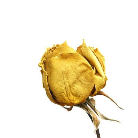 Dried yellow roseの写真素材